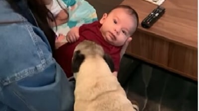 This dog showers kisses on the baby and then wags its tail in happiness. (Instagram/@tubby_puggy) This dog showers kisses on the baby and then wags its tail in happiness. (Instagram/@tubby_puggy)