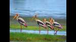 Birds at Panje wetlands. The Maharashtra CM, Uddhav Thackeray, has asked the Urban Development department to look into allegations of de-notified-Navi Mumbai SEZ security preventing a critical research study by the prestigious BNHS on the flights and safety of birds at the upcoming Navi Mumbai International Airport. (HT PHOTO) Birds at Panje wetlands. The Maharashtra CM, Uddhav Thackeray, has asked the Urban Development department to look into allegations of de-notified-Navi Mumbai SEZ security preventing a critical research study by the prestigious BNHS on the flights and safety of birds at the upcoming Navi Mumbai International Airport. (HT PHOTO)