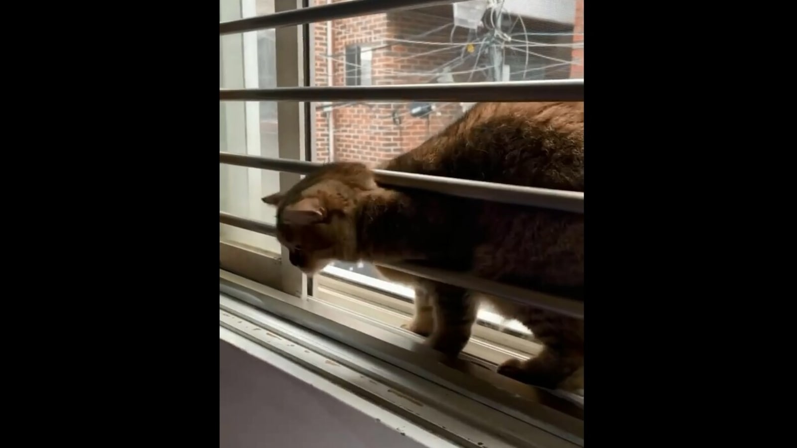 Cat finds its way out of a tight spot, viral video gets over 12 million