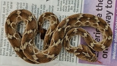 Snake travels from India to UK on flight (Facebook/@southessexwildlife) Snake travels from India to UK on flight (Facebook/@southessexwildlife)