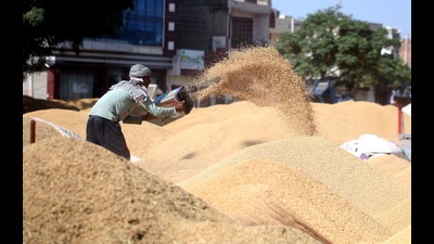 A labourer cleans paddy at the grain market in Bathinda, Punjab, on Friday. (Sanjeev Kumar/HT) A labourer cleans paddy at the grain market in Bathinda, Punjab, on Friday. (Sanjeev Kumar/HT)