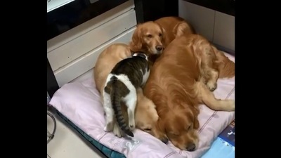 The image shows the cat trying to cuddle with the dogs. (Reddit/@vladgrinch)