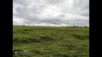 While 15 to 20% of paddy crop in west UP has been damaged by rain, the rest , standing in the fields, is being attacked by insects. Farmers say that they need assistance, else it would be difficult to bear such a huge loss. While 15 to 20% of paddy crop in west UP has been damaged by rain, the rest , standing in the fields, is being attacked by insects. Farmers say that they need assistance, else it would be difficult to bear such a huge loss.