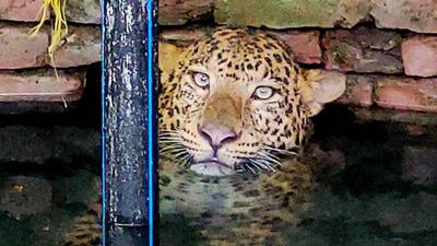 A leopard was rescued from an open well in Belsar village, Junnar division, by Wildlife SOS and the Forest Department on Thursday. (HT PHOTO)