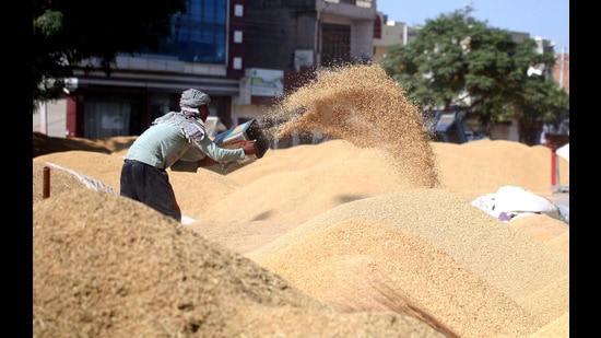 A labourer cleans paddy at the grain market in Bathinda, Punjab, on Friday. (Sanjeev Kumar/HT)