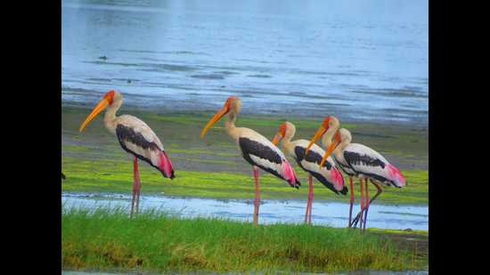Birds at Panje wetlands. The Maharashtra CM, Uddhav Thackeray, has asked the Urban Development department to look into allegations of de-notified-Navi Mumbai SEZ security preventing a critical research study by the prestigious BNHS on the flights and safety of birds at the upcoming Navi Mumbai International Airport. (HT PHOTO)
