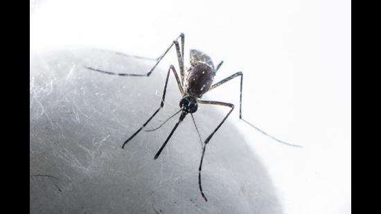 This year, 631 residents have been tested positive for dengue from Ludhiana district. (HT)