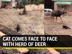 Viral video of a cat and a herd of deer (Jukin)