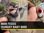 Viral video of a man feeding a baby bird (Jukin)