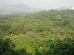 A global study said last week that India lost nearly 2 million hectares (Mha) of tree cover between 2001 and 2020.(Representative Photo)
