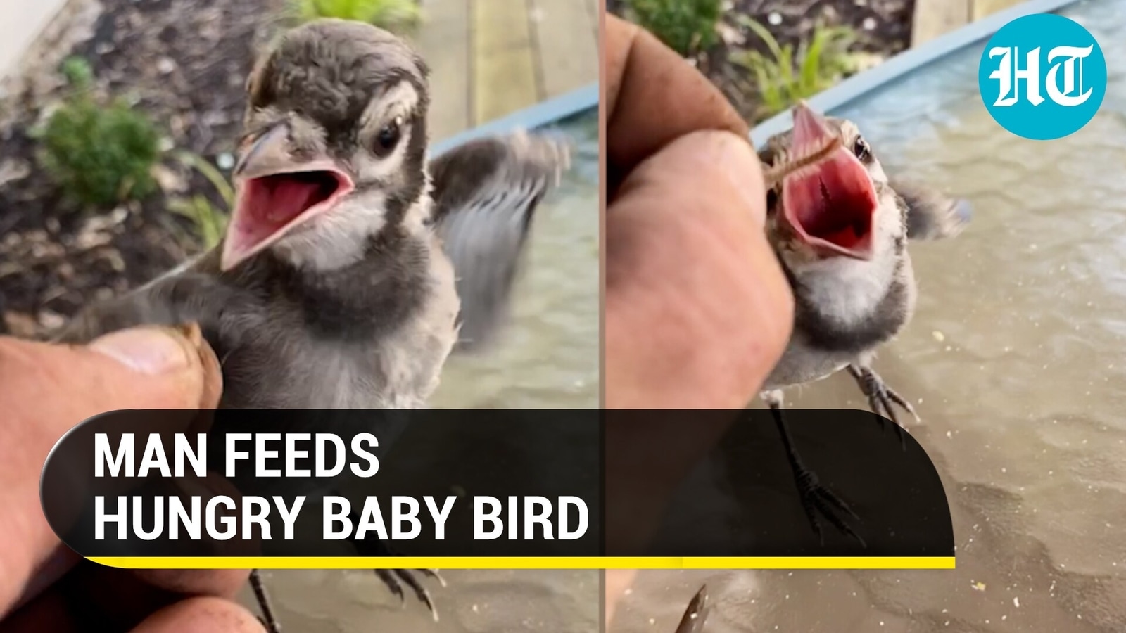 Man Feeds Hungry Baby Blue Jay Bird Watch Hindustan Times