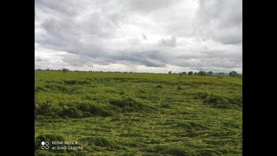 The UP government may announce a relief package for farmers who suffered crop damage, once it received the actual estimates of losses. (Pic for representation) The UP government may announce a relief package for farmers who suffered crop damage, once it received the actual estimates of losses. (Pic for representation)