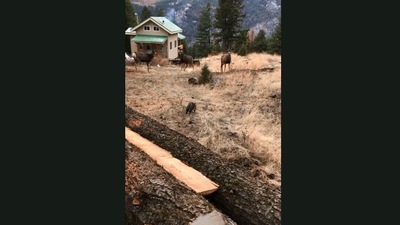 The image taken from the video shows the cat looking at the herd of deer. (Jukin Media)