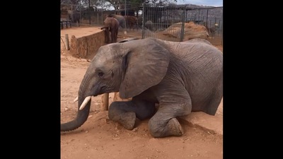 The video has prompted people to post various reactions. (Instagram/@sheldricktrust)