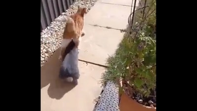 Bunny hops under cat (Reddit/@gracioushorror998)