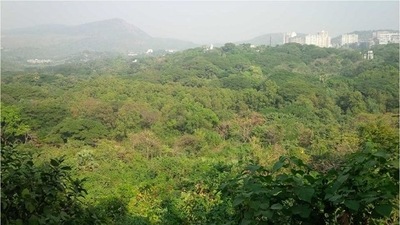 A global study said last week that India lost nearly 2 million hectares (Mha) of tree cover between 2001 and 2020. (Representative Photo) A global study said last week that India lost nearly 2 million hectares (Mha) of tree cover between 2001 and 2020. (Representative Photo)