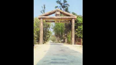 Officials to review the situation on next Thursday or Friday and take appropriate decision regarding opening of the Dudhwa park for tourism activities. (HT)
