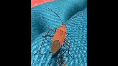 The Soap Plant bug at Fabindia, Sector 17. (PHOTO: VIKRAM JIT SINGH) The Soap Plant bug at Fabindia, Sector 17. (PHOTO: VIKRAM JIT SINGH)
