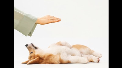 Communicators are trained to tune in and hear animal’s thoughts, something along the lines of the practice of Reiki (Parth Garg) Communicators are trained to tune in and hear animal’s thoughts, something along the lines of the practice of Reiki (Parth Garg)