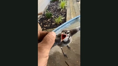 The image shows the man feeding the bird. (Jukin Media)