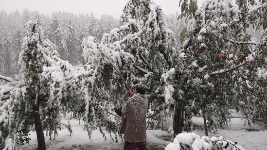A farmer shakes off the snow from the fruit laden trees at Padpawan village in Shopian, Jammu and Kashmir to protect the apples.(HT Photo/Waseem Andrabi)