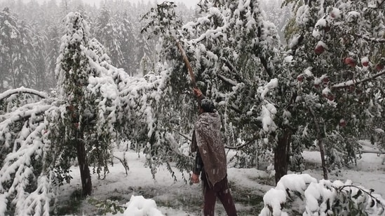 As per the visuals, farmers felt a bit worried as they feared that their crops might get damaged. The untimely snowfall in Kashmir has affected apple orchards in Padpawan village.(HT Photo/Waseem Andrabi)