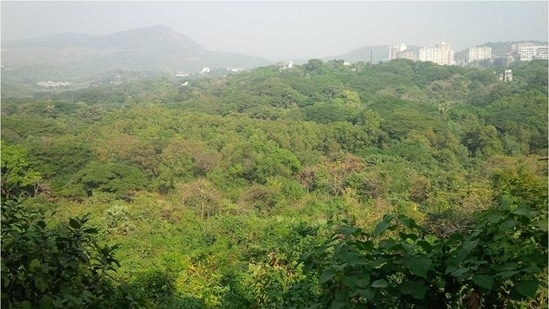 A global study said last week that India lost nearly 2 million hectares (Mha) of tree cover between 2001 and 2020.(Representative Photo)