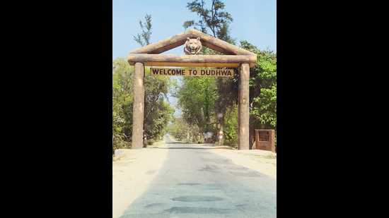 Officials to review the situation on next Thursday or Friday and take appropriate decision regarding opening of the Dudhwa park for tourism activities. (HT)