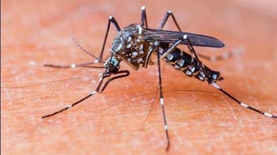 The total number of confirmed dengue cases in Ludhiana has now reached 696. (HT File) The total number of confirmed dengue cases in Ludhiana has now reached 696. (HT File)