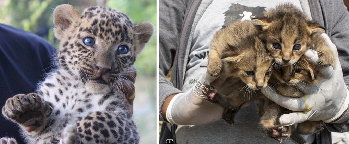 A leopard cub and (right), jungle cat kittens from Budgam. (PHOTOS: WILDLIFE SOS) A leopard cub and (right), jungle cat kittens from Budgam. (PHOTOS: WILDLIFE SOS)