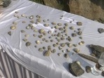 Jammu and Kashmir: Fossils, over 250 million years old, displayed at the Saturday workshop of the Guryul Ravine fossil site in Khanmoh. (Photo via ANI) Jammu and Kashmir: Fossils, over 250 million years old, displayed at the Saturday workshop of the Guryul Ravine fossil site in Khanmoh. (Photo via ANI)
