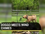 Viral video of a dog reacting to sound of wind chimes (Jukin) Viral video of a dog reacting to sound of wind chimes (Jukin)