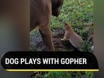 Viral video of a dog playing with a gopher (Jukin)