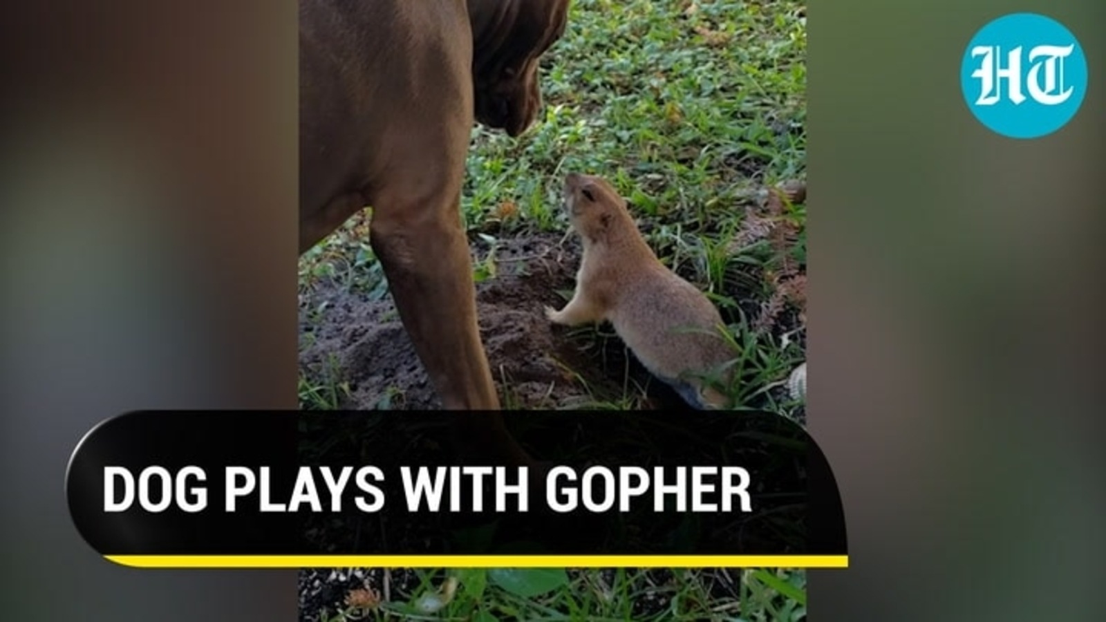 Doggo plays with a gopher busy digging a burrow. Watch | Hindustan Times