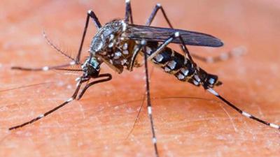 For the last five days, Ludhiana has been consistently recording more than 50 dengue cases a day. (HT File)