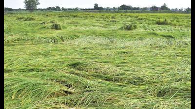 Near mature paddy plants were flattened as rain and hailstorm hit most part of Punjab on Saturday and Sunday. (Sameer Sehgal /HT) Near mature paddy plants were flattened as rain and hailstorm hit most part of Punjab on Saturday and Sunday. (Sameer Sehgal /HT)