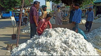 Official data does not hint at a major difference in the sales of cotton till the third week of October as compared to the corresponding period of 2020 when the yield was bumper. The reports of the district authorities had projected 76-100% loss in productivity due to pink bollworm infestation in Bathinda and Mansa, the key cotton-growing districts. Official data does not hint at a major difference in the sales of cotton till the third week of October as compared to the corresponding period of 2020 when the yield was bumper. The reports of the district authorities had projected 76-100% loss in productivity due to pink bollworm infestation in Bathinda and Mansa, the key cotton-growing districts.