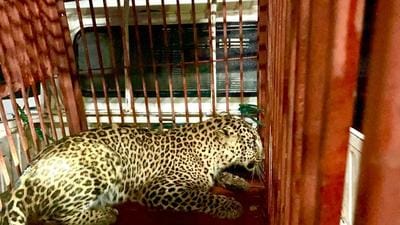 The rescued leopard which was stuck in mesh in Dorang Koti village near Dhar Kalan of Pathankot. (HT Photo)