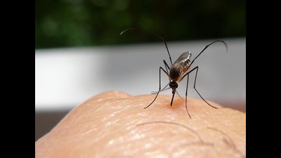 Uttar Pradesh has decided to revive surveillance committees to fight vector-borne diseases just as they did for Covid infection (For Representation)