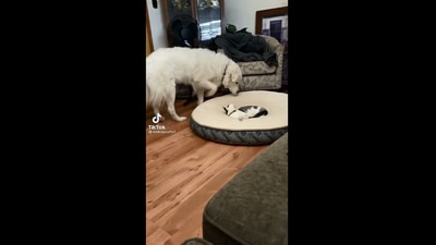 The image shows the cat and the dog staring at each other. (Lindsay Curtis)