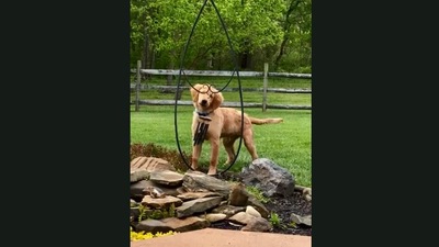The image taken from the video shows the dog looking at the wind chimes. (Jukin Media)