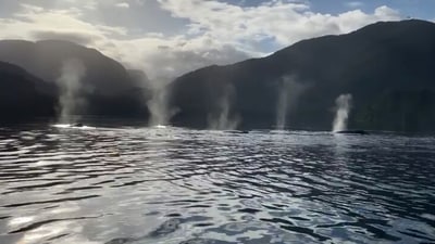 The image taken from the video shows the humpback whales blowing. (Jukin Media)