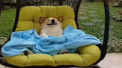 “My kind of weekend,” reads the caption shared alongside the video. (Instagram/@bobbythecorgi⠀) “My kind of weekend,” reads the caption shared alongside the video. (Instagram/@bobbythecorgi⠀)