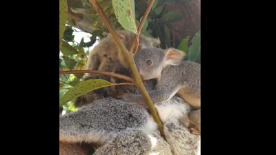 The two koala joeys invade their mom’s personal space in a sweet way. (Instagram/@australia) The two koala joeys invade their mom’s personal space in a sweet way. (Instagram/@australia)