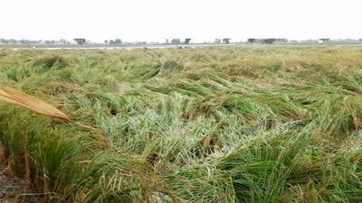 The flattened potato crop in Ludhiana on Sunday. (HT Photo) The flattened potato crop in Ludhiana on Sunday. (HT Photo)