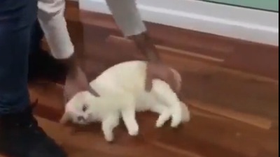 Man slides a cat on a wooden floor. Screengrab