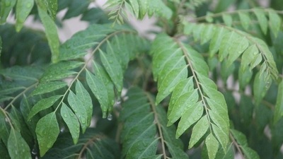 Curry leaves: It contains antioxindants that increases the amount of oxygen in your scalp renewing your hair follicles. (Pixabay) Curry leaves: It contains antioxindants that increases the amount of oxygen in your scalp renewing your hair follicles. (Pixabay)