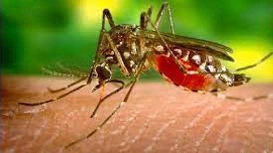 The blood sample was collected and sent to National Institute of Virology for proper examination which confirmed that the IAF personnel was Zika virus positive. (REPRESENTATIVE IMAGE)