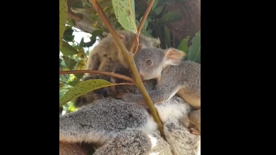 The two koala joeys invade their mom’s personal space in a sweet way.(Instagram/@australia)