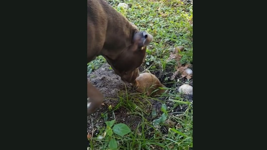 The dog playfully taps the gopher with its nose.&nbsp;(Jukin Media)